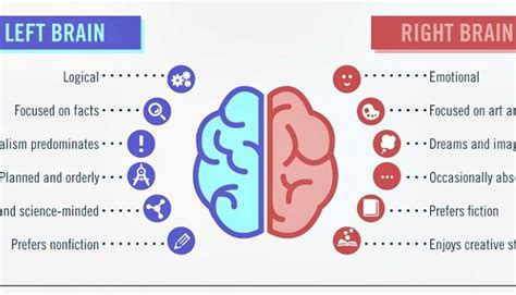 What Is Left Brain Right Brain Theory