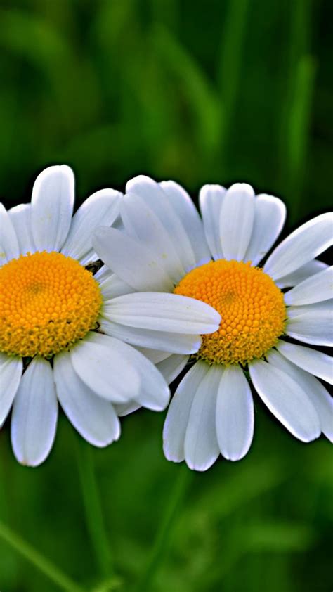Daisy Flowers Pair Blur 720x1280 Wallpaper Daisy Flowers Love