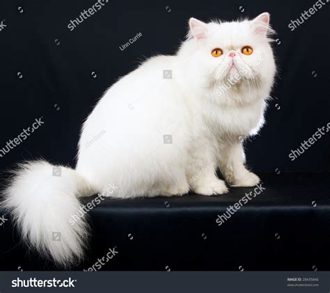 If you want a best friend who will return all your dedication and love in kind. Show Champion White Persian Coppereyed Cat Stock Photo ...