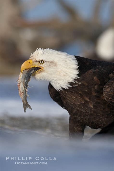 Can an eagle kill a cat? Bald eagle eating a fish, standing on snow-covered ground ...
