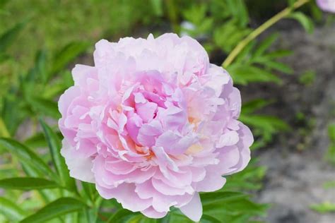 31 Types Of Peonies All Colors Bloom Types And Varieties 2022