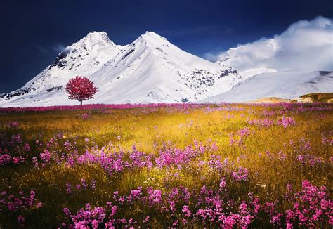 Snow Capped Mountains Beyond The Meadows Image Free Stock Photo