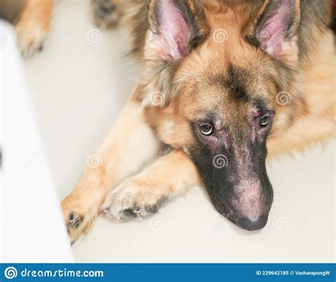 German Shepherd Dog Face With Skin Rash Problem Lying Down On Floor