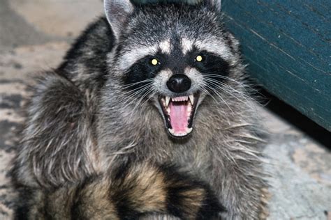 Rabid Raccoon Breaks Into North Carolina Home Bites Person And Dog