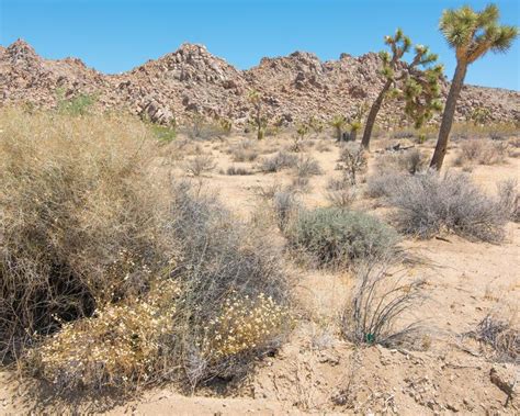 Joshua Tree National Forest Landscape Of Park That Contains Desert