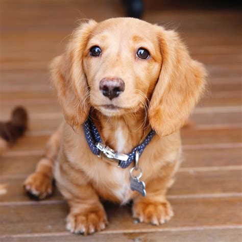 Meet The Adorable Shaded Cream Mini Long Haired Dachshund Click To