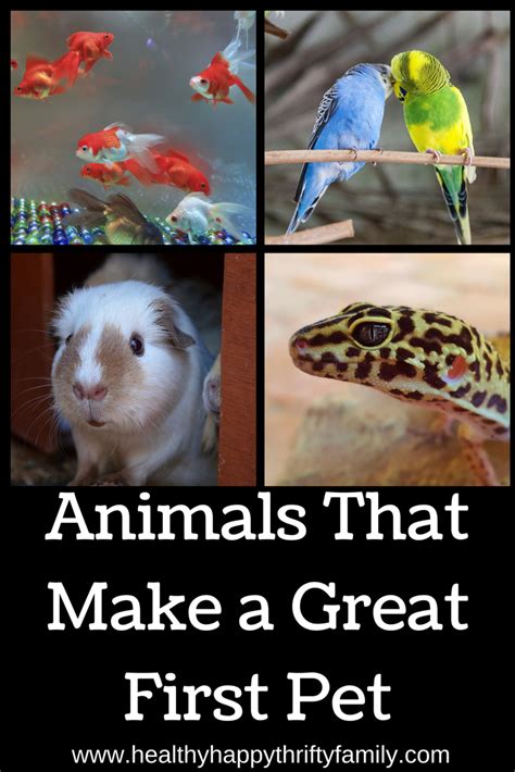 Take your pick and read our instructions! Animals That Make a Great First Pet | Animals for kids ...