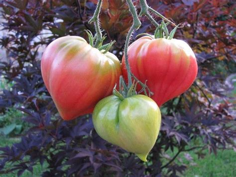 Anna Russian Tomato Tomato Garden Vegetables