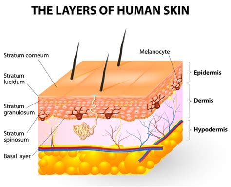 Skin Melanocytes And Epidermal Layers Histology Integ
