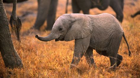 Download Baby Elephant Wallpaper Animals By Bdillon Baby Elephant
