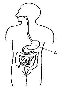 Cervix this is a tiny hole and is doughnut shaped if viewed from below. Female Reproductive System Blank Diagram - ClipArt Best