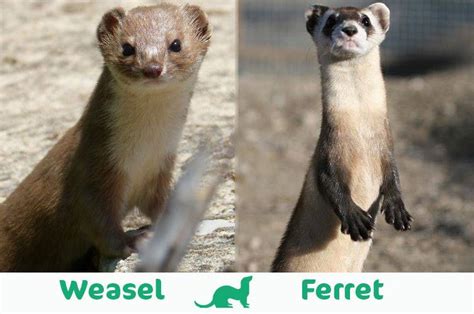 Whats The Difference Between A Ferret And A Weasel
