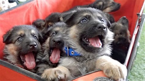 The Cutest German Shepherd Puppies Ever Youtube