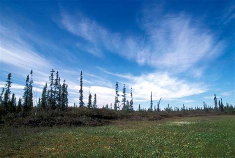 Bog And Sporadic Spruce With Beautiful Sky And Clouds Public Domain Image