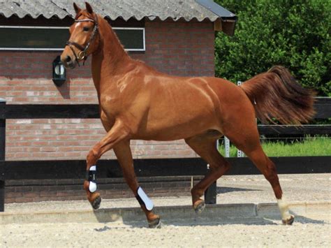 Keyano Dutch Warmblood Dressage Gelding Peter Berkers Sporthorses