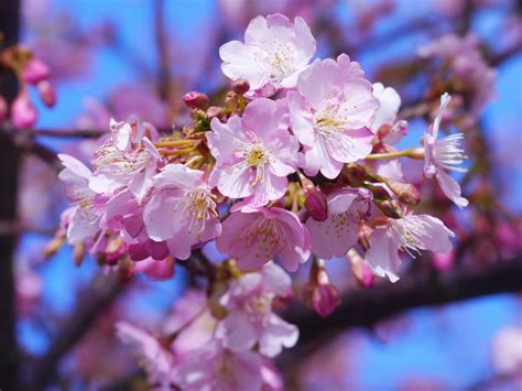 Free Images Branch Wood Flower Petal Aroma Spring