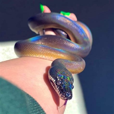 White Lipped Python Cute Reptiles Pet Snake Animals Wild