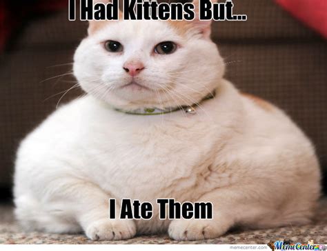 Why not consider picture earlier mentioned? Fat Cat by sugarrusha - Meme Center