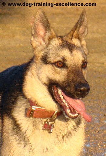 Droll Female German Shepherd Police Dog Names L2sanpiero