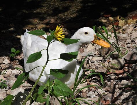 Duck Behind A Flower Digital Art By Matthew Kramer Pixels