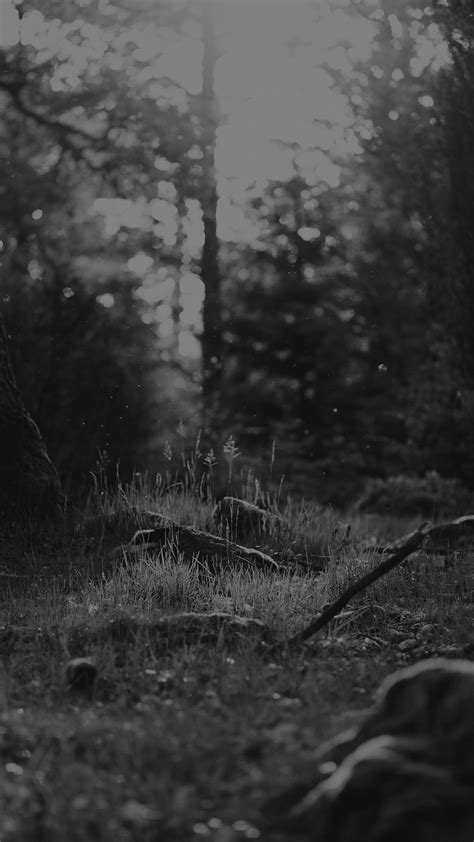 Black And White Forest Nature Eerie Android Wallpaper Free