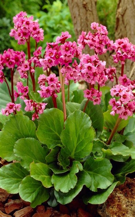 All Weather Perennial Plants You Would Love Plants