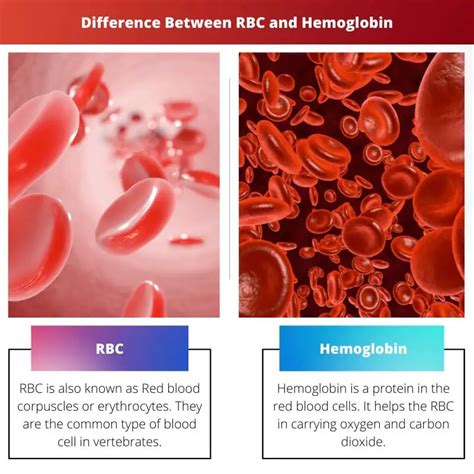 Rbc Vs Hemoglobin Difference And Comparison