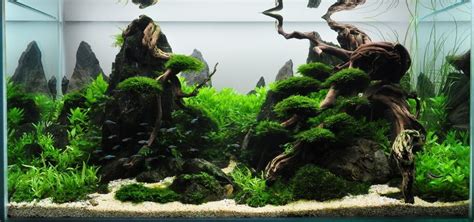 The most difficult task when it comes to the iwagumi aquascaping style is to obtain that harmony and unity through simplicity. Vivarium Roßmäßler Nordhäuser Aquarienverein e.v.1911 ...