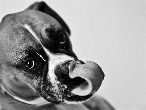 Goofy Boxer Dog Boxer Dogs Dog Nose Animal Photo Prints