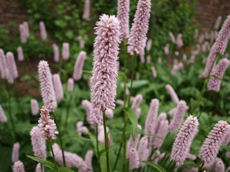 See houses and flats from the top agents in castle bromwich and get contact details for enquiries. Ragged Robin's Nature Notes: Castle Bromwich Hall Gardens ...