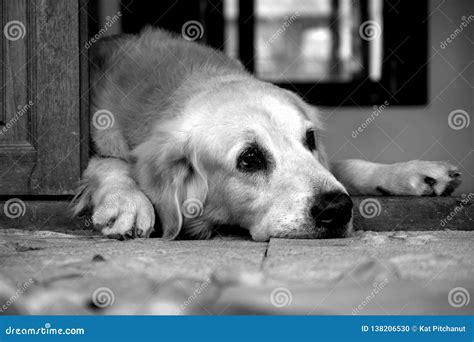 Sad Dog Stock Photo Image Of Retriever Face Black 138206530