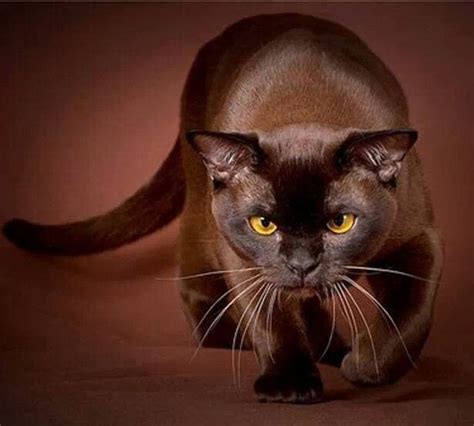 Siamese Cat Brown British Shorthair