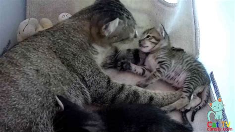 How Long Do Kittens Need To Have Their Mothers Milk Youtube