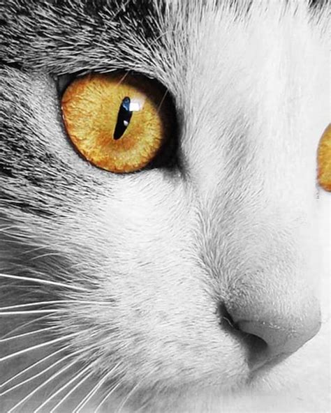 What Causes Cloudy Eyes In Cats Pethelpful