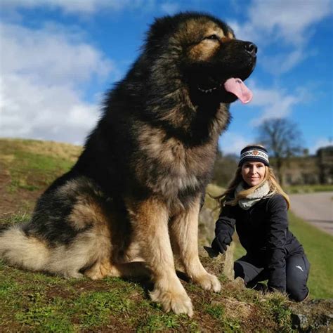 caucasian mountain dog  intelligent loyal guardian  web