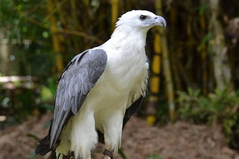List Of Eagle Species Birdlife International