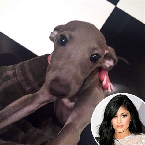 Kylie Jenners Dog Is On Ig And Already Has More Followers Than You E