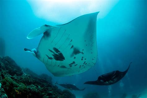 Majestic Manta Rays All 4 Diving Indonesia