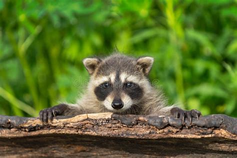 Raccoon Procyon Lotor Looks Out Over Top Of Log Summer Stock Photo