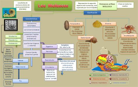 Esquemas diagramas gráficos y mapas conceptuales Los Moluscos