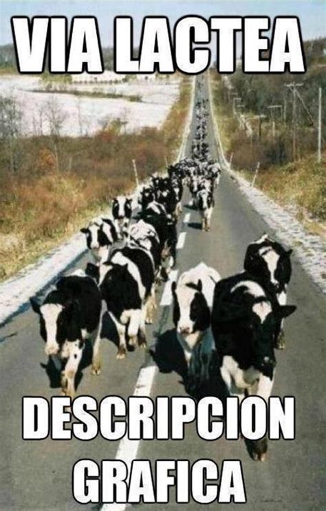 Los 10 Mejores Memes De Vacas Contexto Ganadero