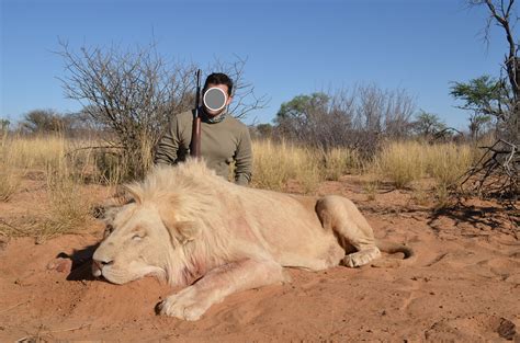 South Africa Lion Hunt With Kmg Hunting Safaris