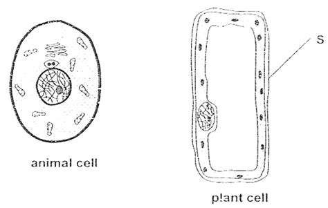Basic Animal Cell Diagram Unlabeled The Best Animal Wallpapers