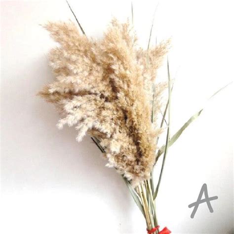 Bei den links zu amazon handelt es sich um affiliate links. (1) Schilf Pampasgras getrocknet - besonders flauschig ...