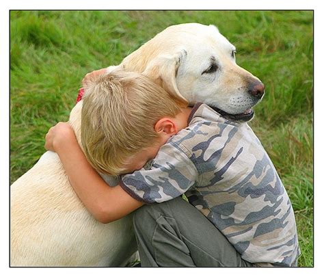 Study Dogs Show Natural Desire To Comfort Human Companions Life With