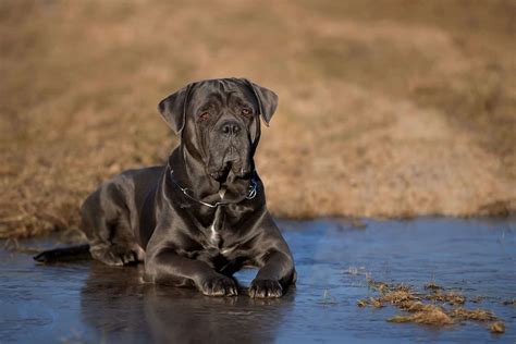 The Cane Corso Lifespan How Long Will Your Best Friend Be Around