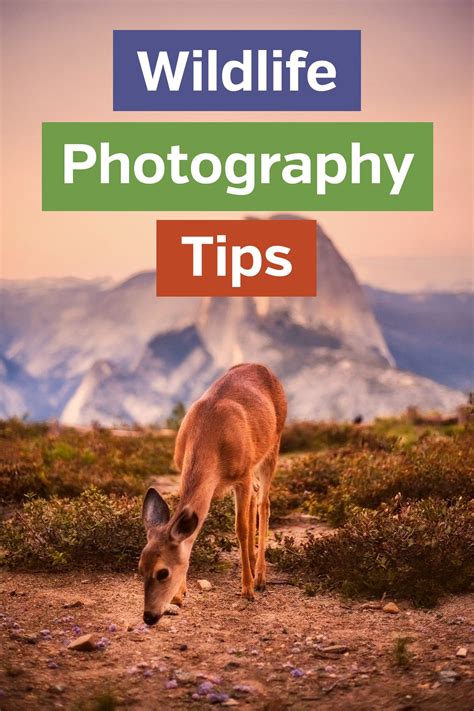 Tips for Wildlife Photography | Wildlife photography tips, Wildlife photography, Animal photography