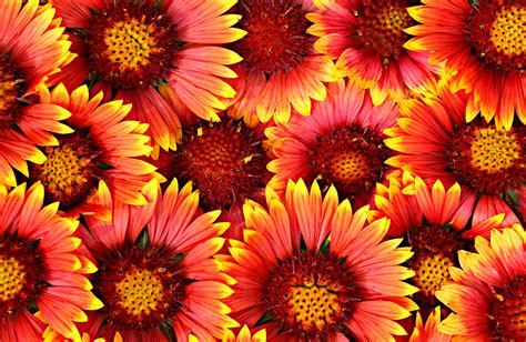 Orange And Red Multi Petal Flowers Wallpaper Hd Wallpaper Wallpaper Flare