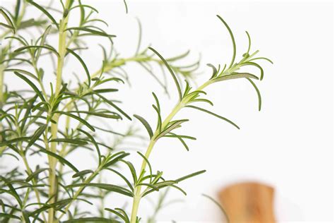 Rosemary Indoor Plant Care And Growing Guide