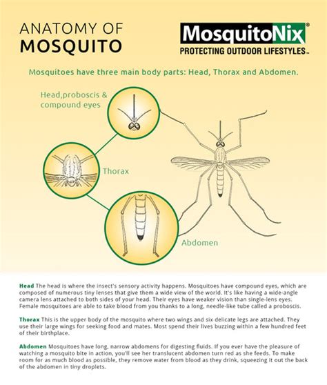 Anatomy Of The Mosquito How Many Eyes They Have And More Mosquitonix®